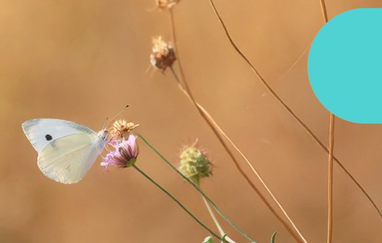 Mariposa posada en una flor