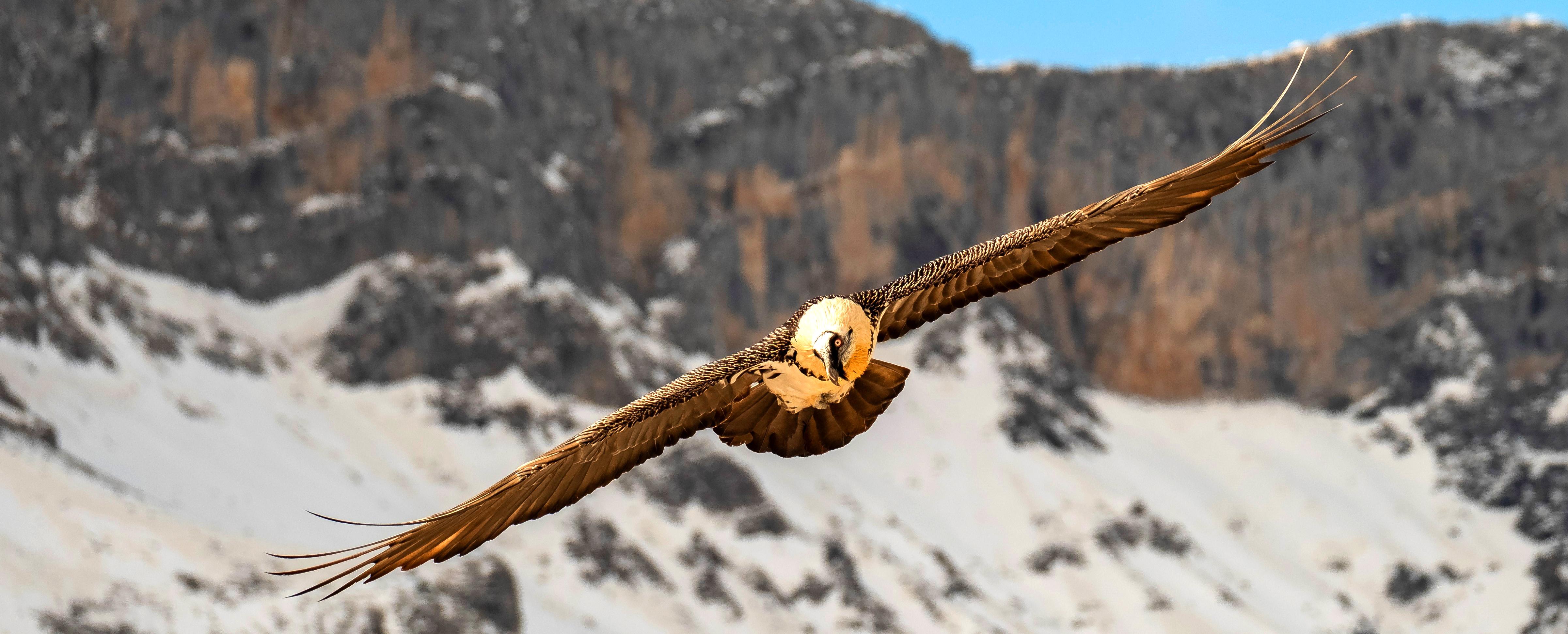 Bearded Vulture Conservation Foundation flyes by Picos de Europa mountains. Bearded Vulture Conservation Foundation flyes by Picos de Europa mountains