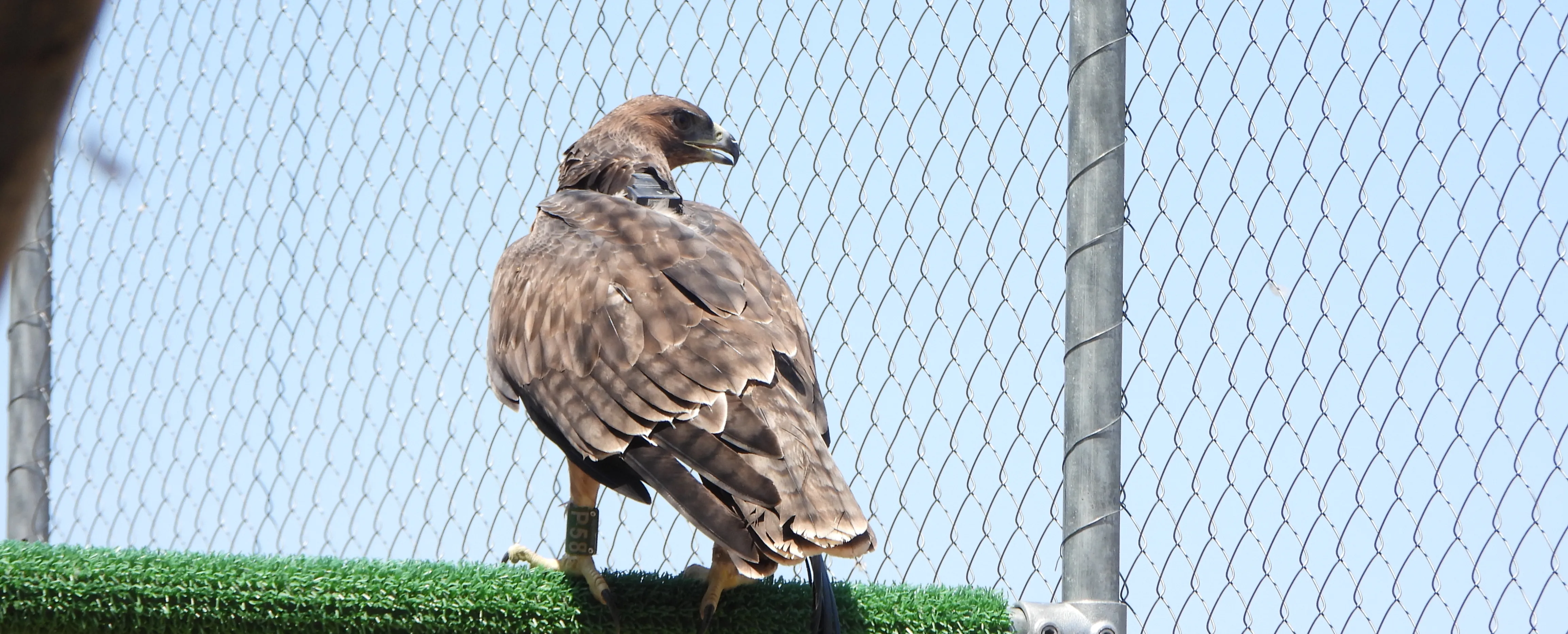 Águila de Bonelli liberada por Grefa con el apoyo de Redeia