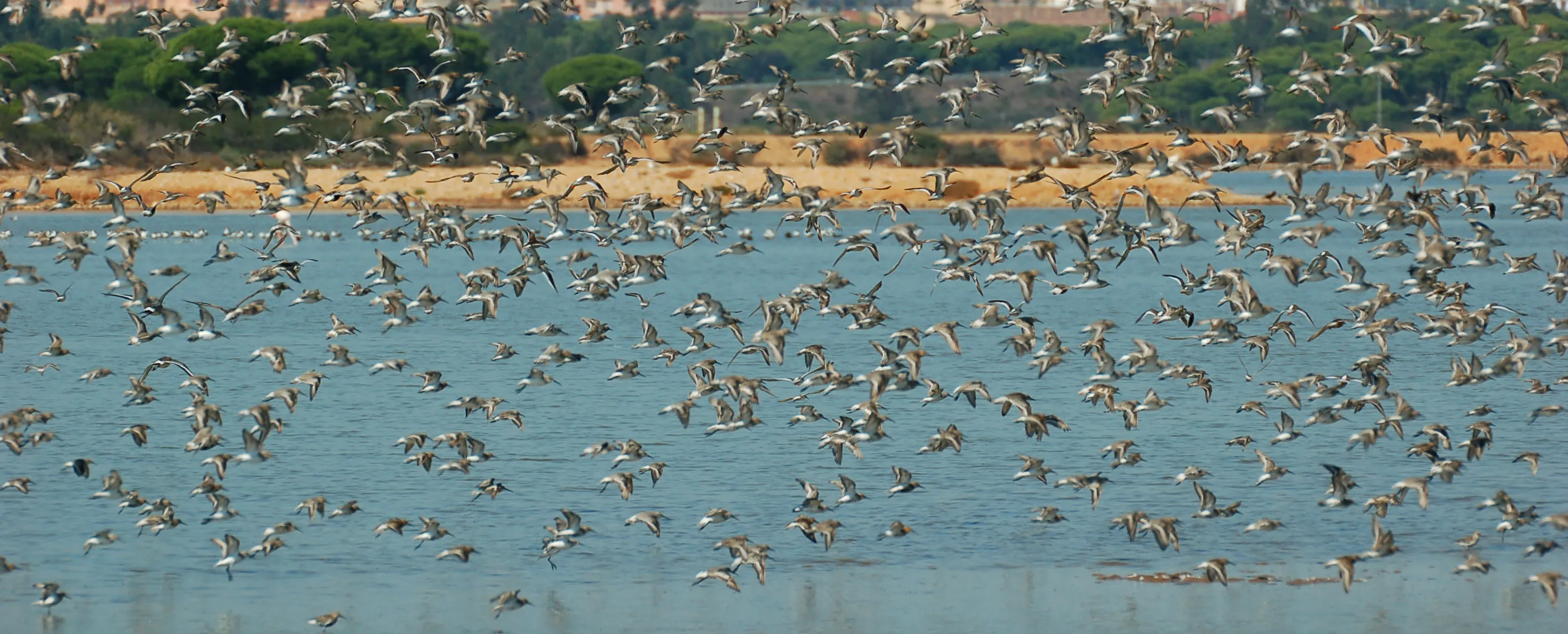 Marismas del Odiel (Huelva), fotografía de José María Mendez. SEO/Birdlife.