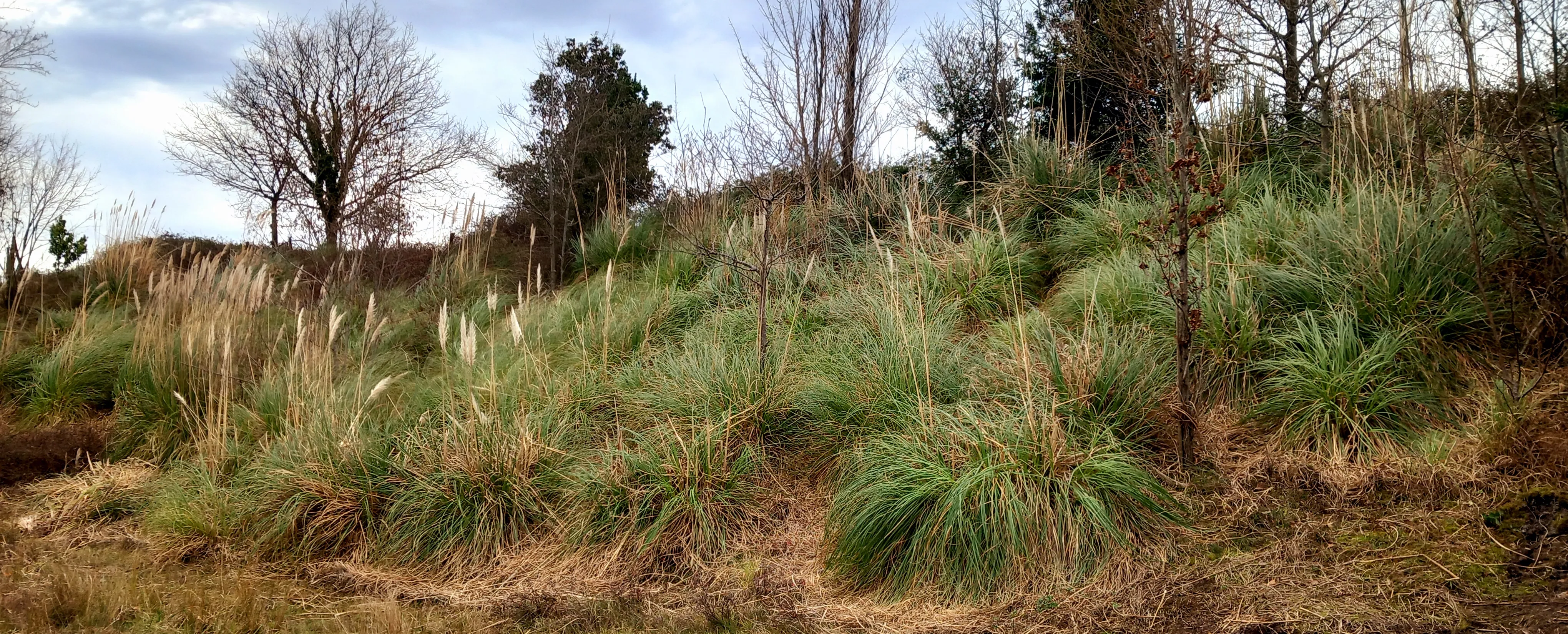 Especie invasora Cortaderia seollana.