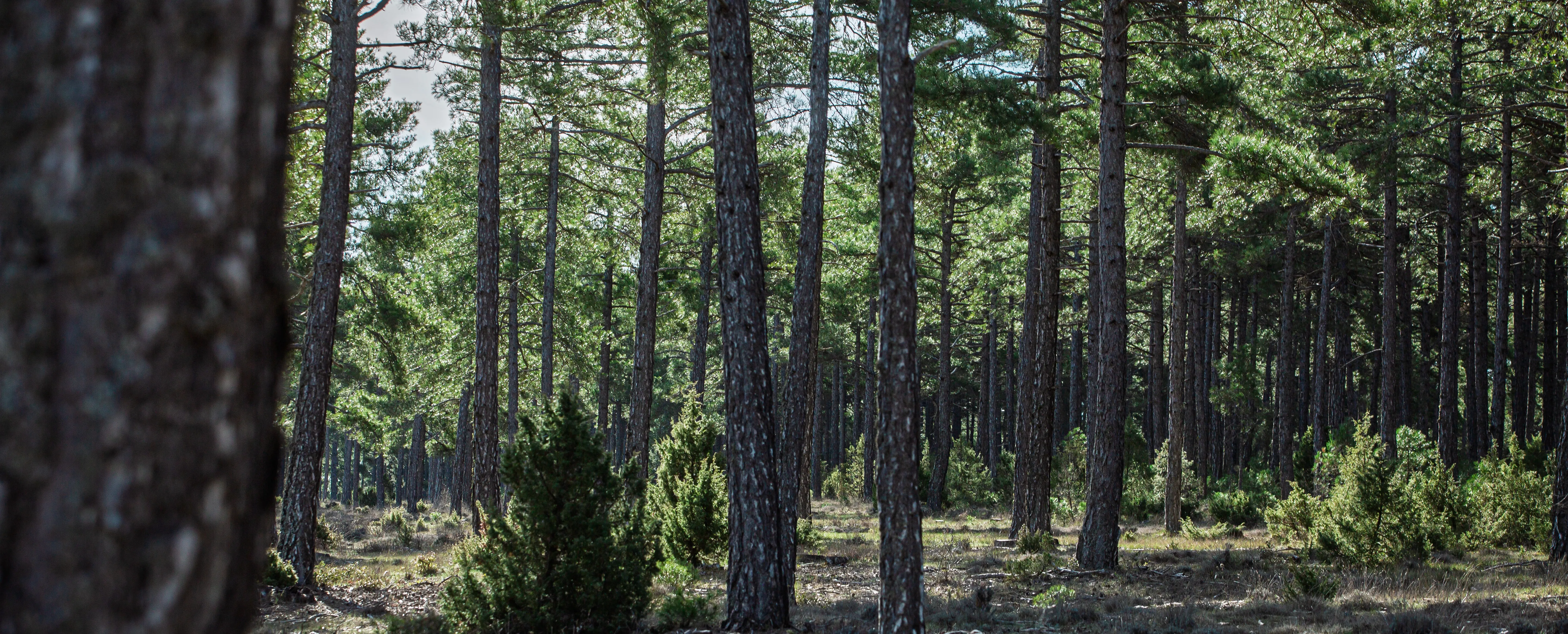 Redeia presenta su ‘Libro Blanco de los Bosques’ con el que impulsa la gestión forestal sostenible y destaca sus valores ecosistémicos 