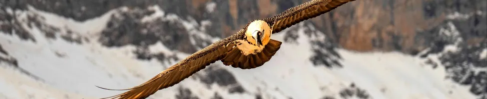 Quebrantahuesos volando sobre las montañas de Picos de Europa