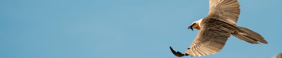 Bearded Vulture flying. Picture by FCQ. Bearded Vulture flying. Picture by FCQ.