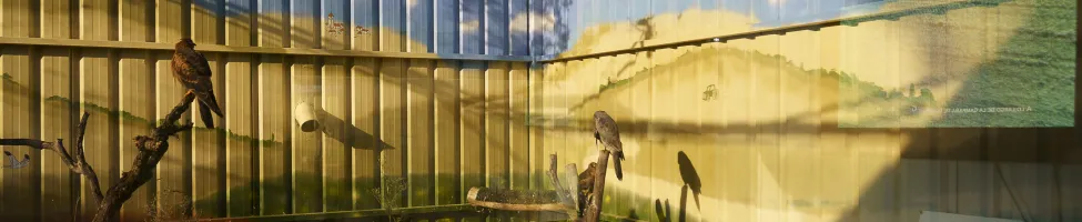 Recinto de aves esteparias en GREFA