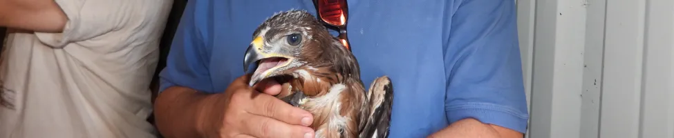 El delegado de Redeia en la zona centro, Roberto Arranz, con un ejemplar de  águila de Bonelli antes de su liberación.