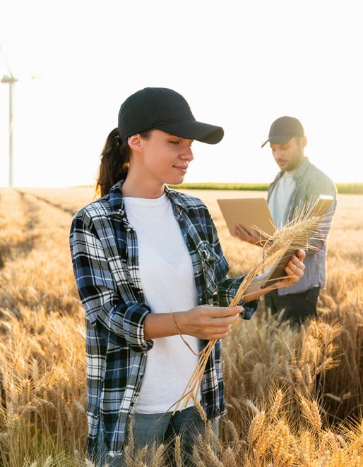 Chica y chico en un campo de trigo mirando una tablet y un portátil con dos molinos eólicos al fondo