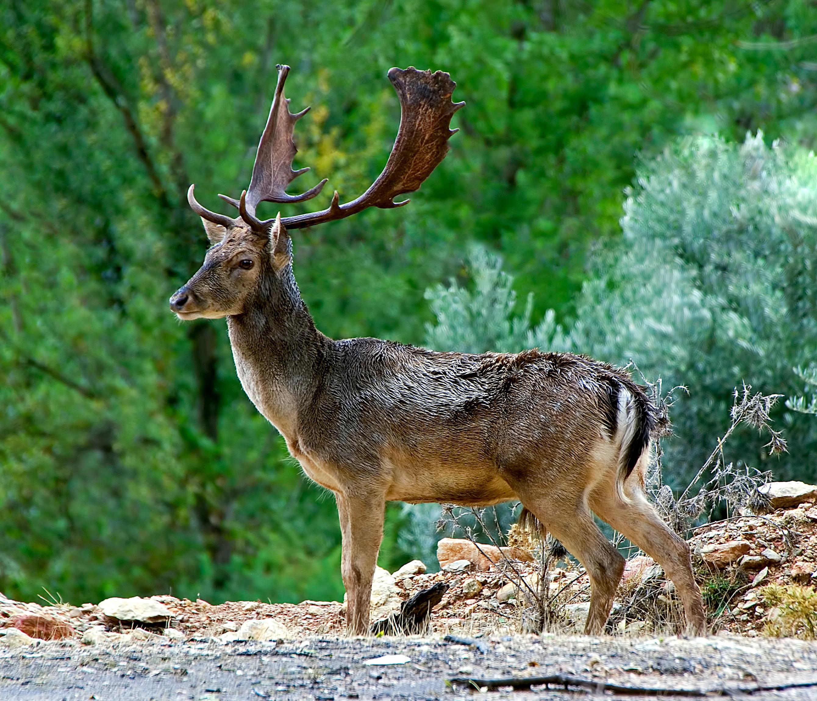 Reno en un bosque