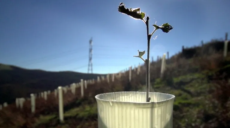 Briznal remendón de Vizcaya