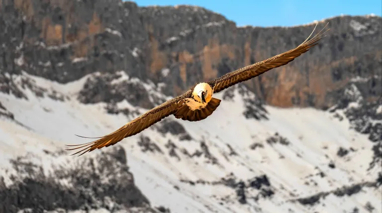 Quebrantahuesos volando sobre las montañas de Picos de Europa