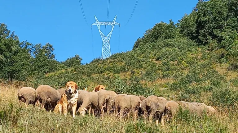 Ovejas y mastines contribuyen a reducir la biomasa y mejoran la biodiversidad.