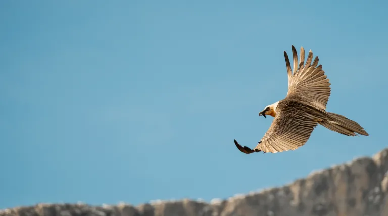 Bearded vulture flying over Picos de Europa mountains 