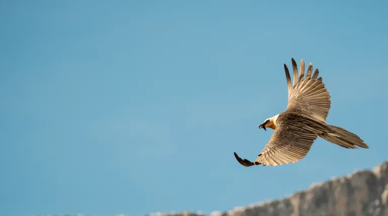 Bearded vulture flying over Picos de Europa mountains 