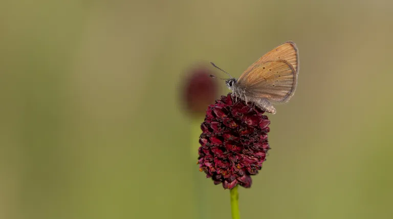 Alcon blue butterfly specimen (Phengaris nausithous) specimen.