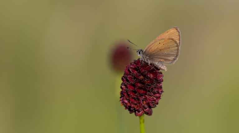 Ejemplar de mariposa hormiguera (Phengaris nausithous).