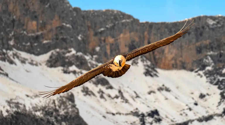 Bearded Vulture Conservation Foundation flyes by Picos de Europa mountains 