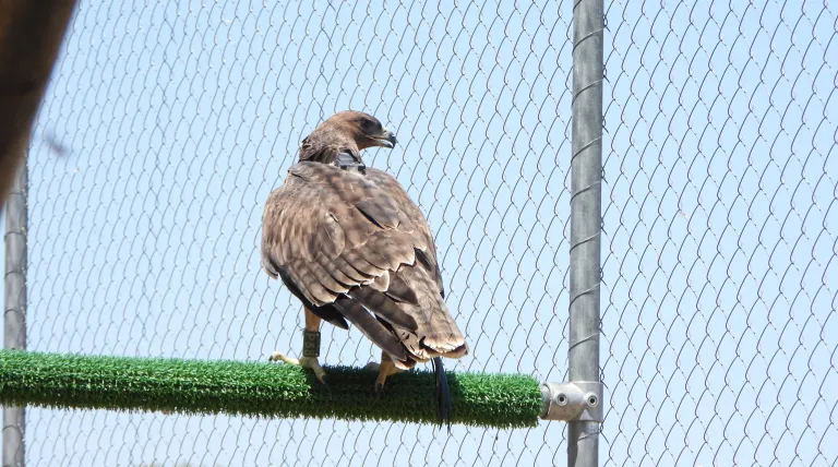 Bonelli's eagle released by Grefa with the support of Redeia