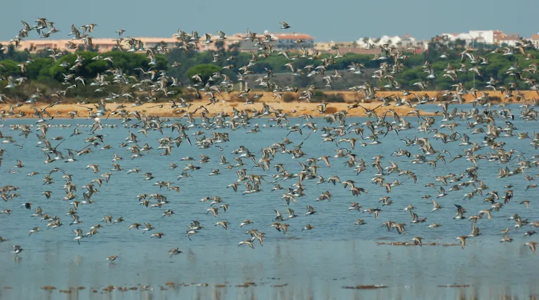 Marismas del Odiel (Huelva), fotografía de José María Mendez. SEO/Birdlife.