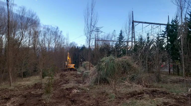 Trabajos de eliminación de Cortaderia selloana en Cantabria.
