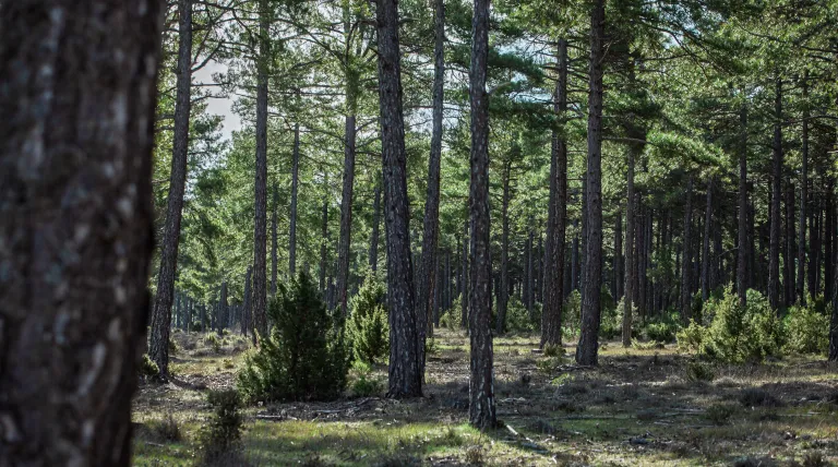 Redeia presenta su ‘Libro Blanco de los Bosques’ con el que impulsa la gestión forestal sostenible y destaca sus valores ecosistémicos 