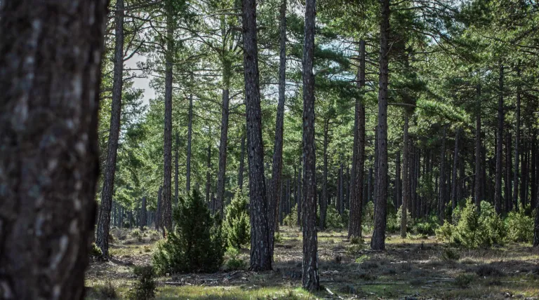 Redeia presenta su ‘Libro Blanco de los Bosques’ con el que impulsa la gestión forestal sostenible y destaca sus valores ecosistémicos 
