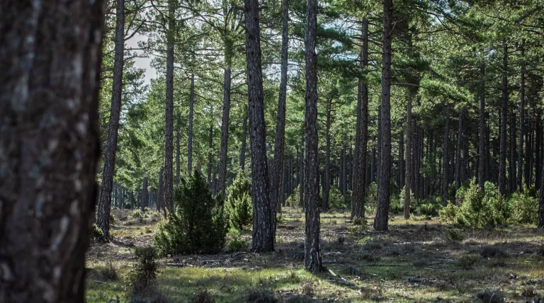 Redeia presenta su ‘Libro Blanco de los Bosques’ con el que impulsa la gestión forestal sostenible y destaca sus valores ecosistémicos 