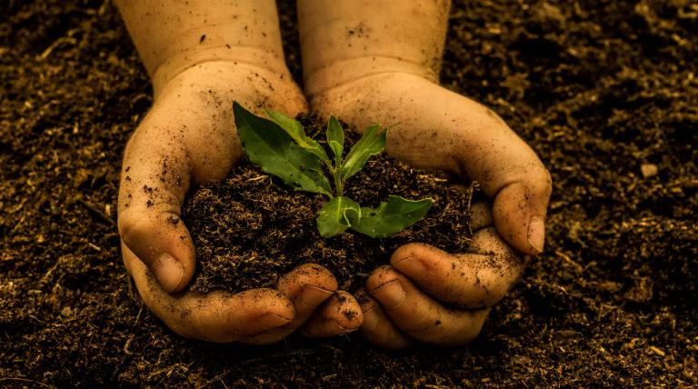 Two hands picking up soil with a small plant in it