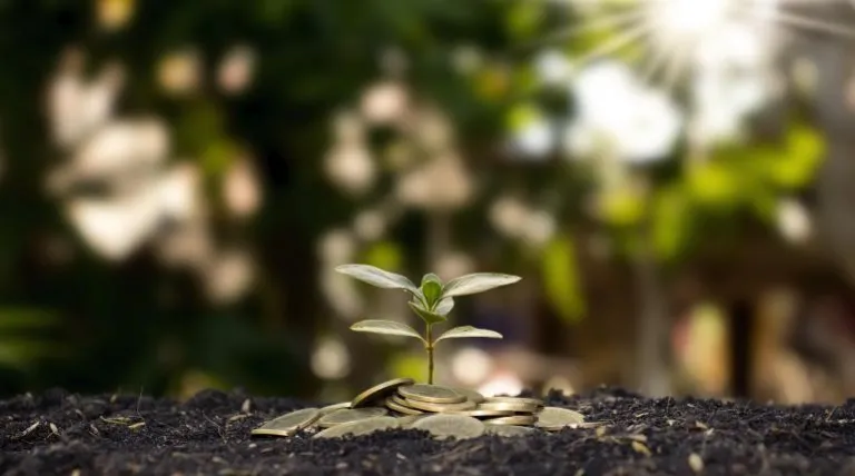 Planta pequeña con monedas debajo en la tierra