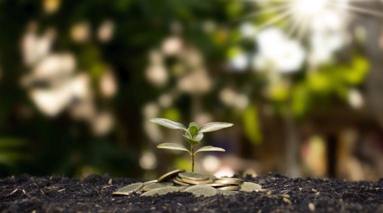 Planta pequeña con monedas debajo en la tierra