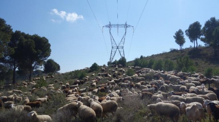 Ovejas pastando en un monte