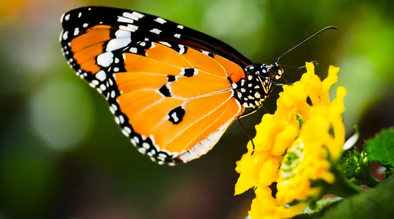 Mariposa naranja sobre una flor de color amarillo