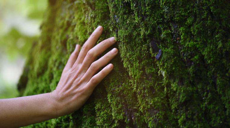 Mano apoyada sobre el tronco de un árbol con musgo