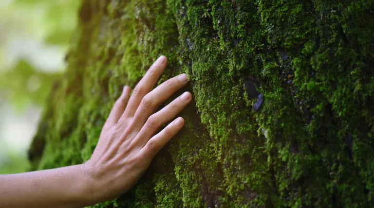 Mano apoyada sobre el tronco de un árbol con musgo