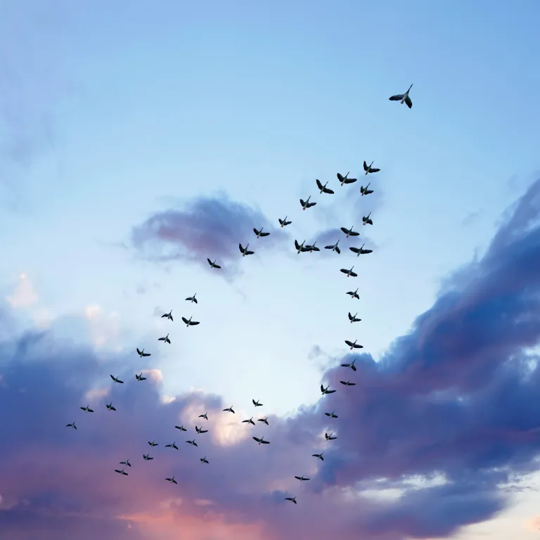 Pájaros volando en V