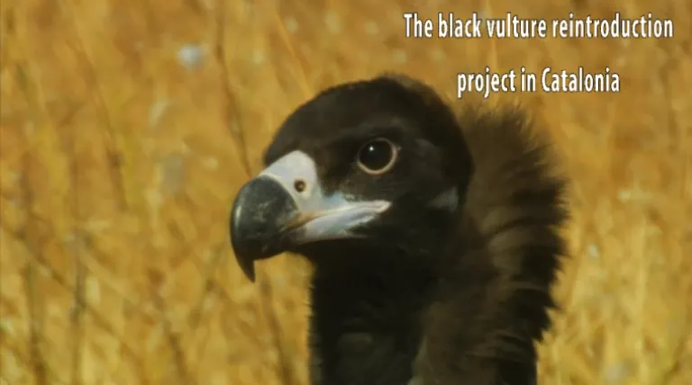 Video "The black vulture reintroduction project in Catalonia"