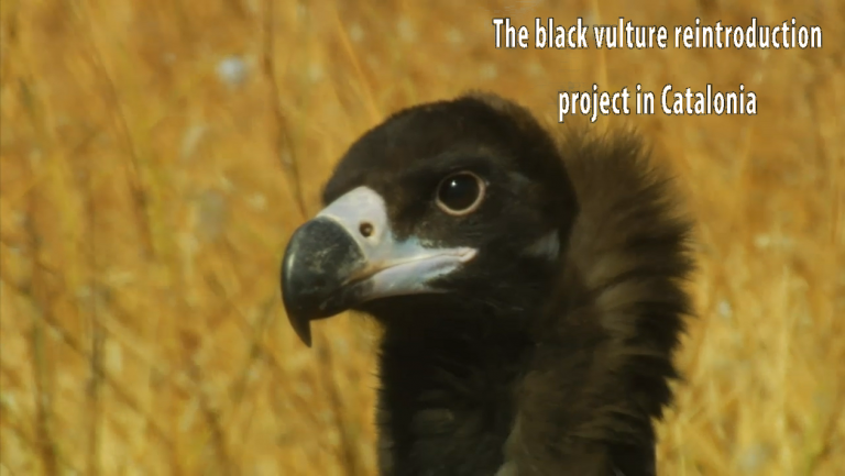 Video "The black vulture reintroduction project in Catalonia"