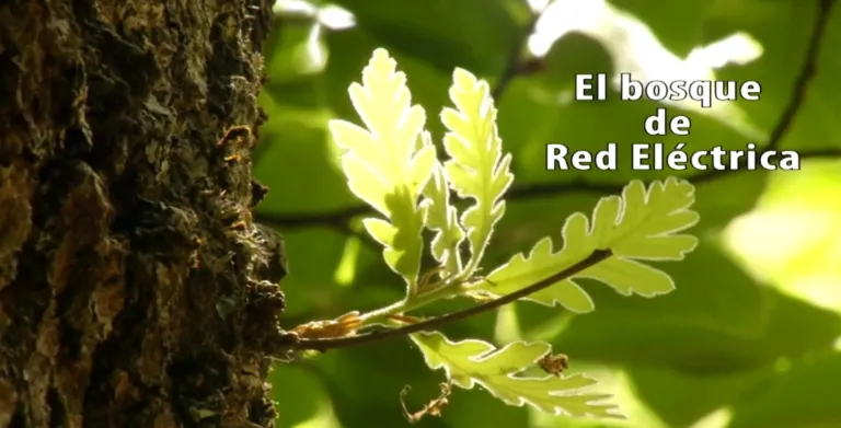 Ir al vídeo