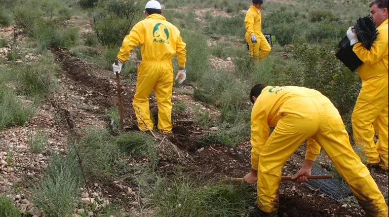 Trabajos de plantación del proyecto de reforestación de la sierra del Molino