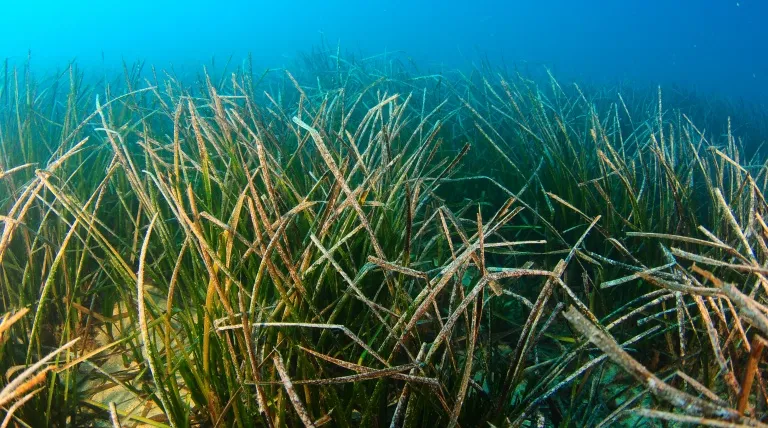 Pradera de posidonia oceánica.
