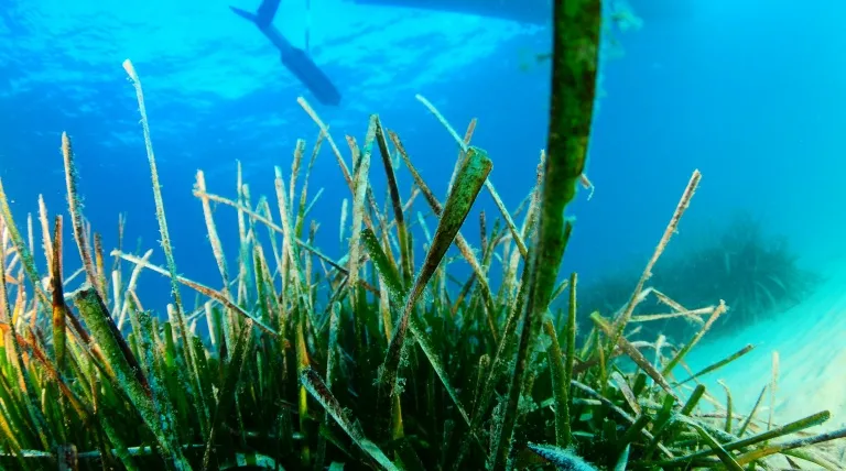 Actuaciones ambientales en las praderas de posidonia.
