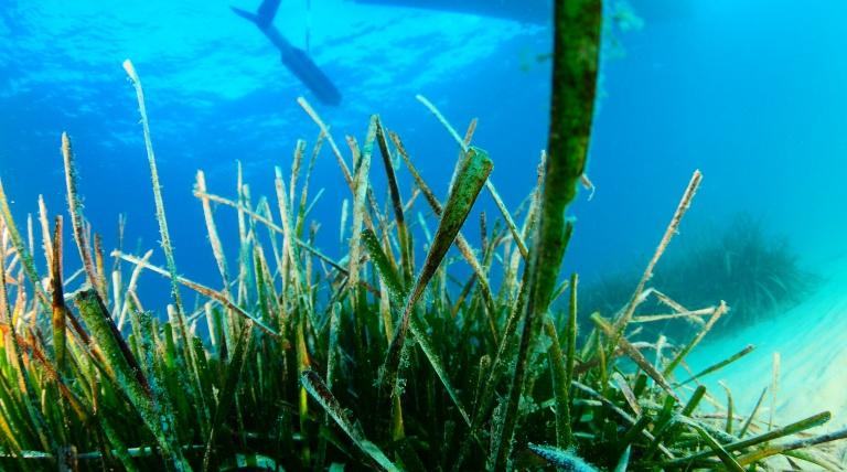 Actuaciones ambientales en las praderas de posidonia.
