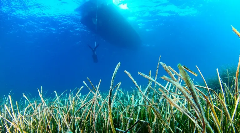 Rastreo de la bahía de Santa Ponsa (Mallorca) para localizar las praderas de posidonia antes de concretar el trazado del cable.
