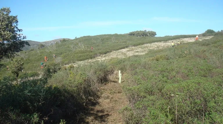 Trabajos de reforestación en el parque natural Los Alcornocales (Cádiz).