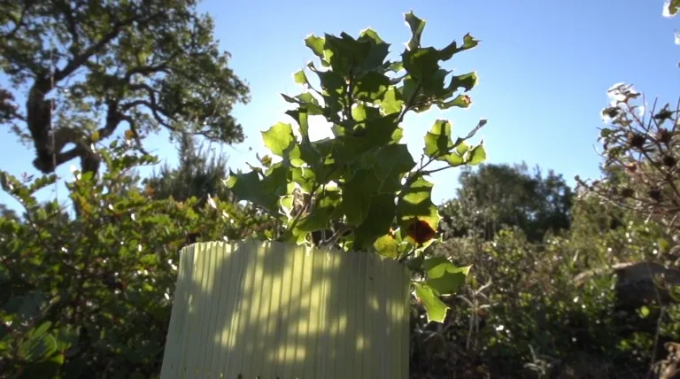 Ejemplar de alcornoque del bosque de Los Alcornocales (Cádiz).