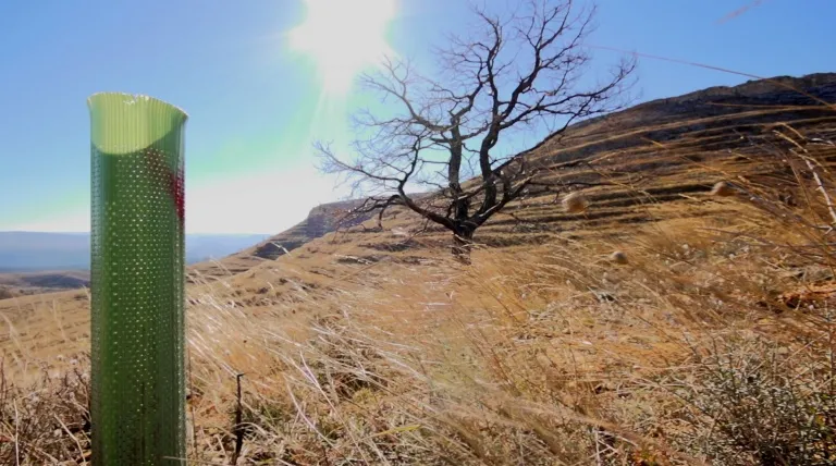Protección de las plantaciones del bosque de Teruel.