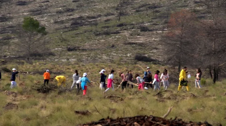 Plantación de pinos en el bosque de Hellín (Albacete).