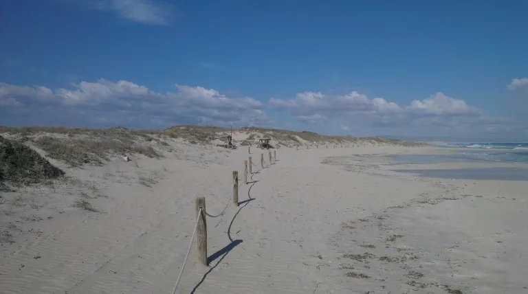 Elementos antrópicos eliminados para recuperación de foredune.