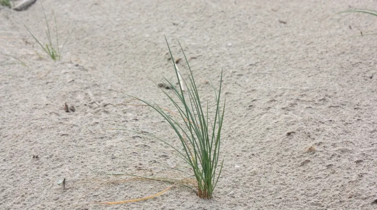 Detalle planta usada para la plantación (Elymus farctus).