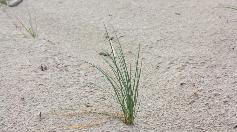 Detalle planta usada para la plantación (Elymus farctus).