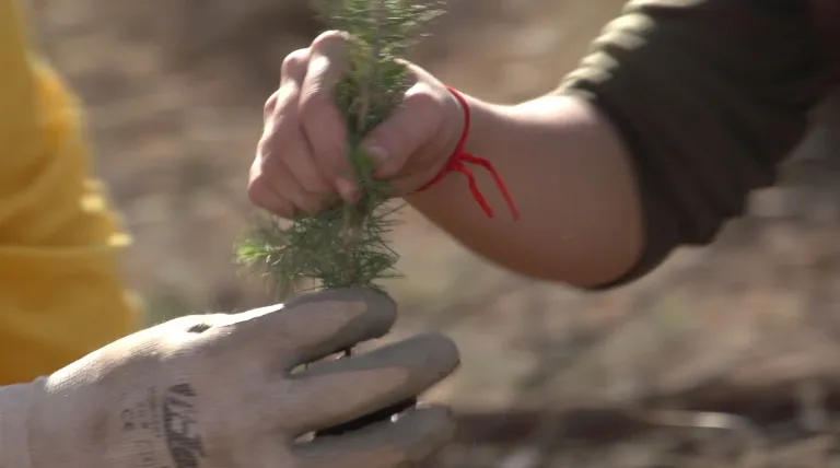 Plantación de pinos en el bosque de Hellín (Albacete).